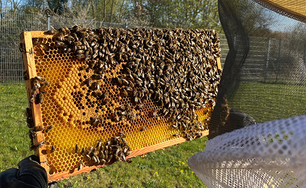 haix bienen